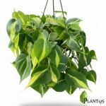 نبات الفيلوديندرون سكاندينس برازيل