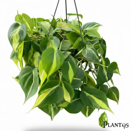 نبات الفيلوديندرون سكاندينس برازيل