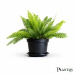 نبات الاسبرجس ديل القط