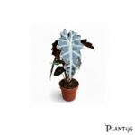 نبات الوكاسيا أمازونكا