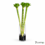 نبات بامبو لوتس (Lotus Bamboo)