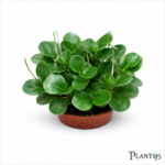 نبات البيبروميا الخضراء