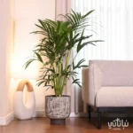 نبتة كينتيا كبيرة في حوض اسمنتي رمادي (نسخة)