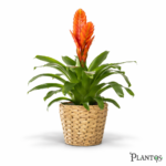 نبات البروميلياد (السهم المشتعل)