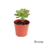 نبات الإيونيوم