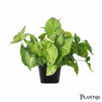 نبات السنجونيوم