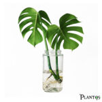 مونستيرا ديليسيوزا