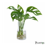 مونستيرا أدنسوني