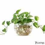 نبات البوتس