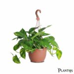 نبات البوتس