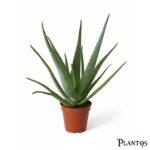 نبات الالوفيرا