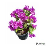 نبات الجهنمية