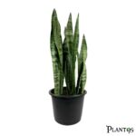 نبات جلد النمر اخضر