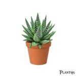 نبات الهوارثيا