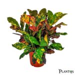 نبات الكروتون