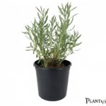 نبات اللافندر