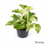 نبات بوتس ماربل