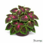 نبات الكوليوس (Coleus)