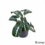 نبات السنجونيوم وندلاندى