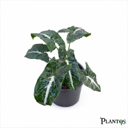 نبات السنجونيوم وندلاندى