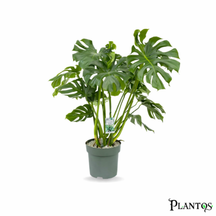نبات المونستيرا (Monstera Deliciosa)