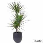 نبات الدراسينا سانتروزا