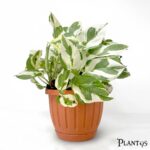 نبات بوتس انجوي