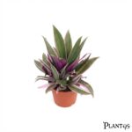 نبات الريو فرجاتا-Rhoeo variegata