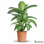 نبات الدفنباخيا