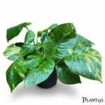 نبات بوتس جامبو  Giant pothos