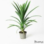 نبات الباندانوس