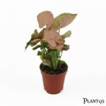 نبات السنجونيوم بينك