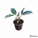 نبات الاجلونيما ليب استيك