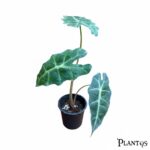 نبات الوكاسيا افريكان ماسك