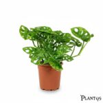 نبات مونستيرا أدنسوني