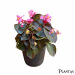 نبات البيجونيا الشمعية ( البيغونيا ) wax begonia