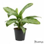 نبات أجلونيما سيلفر (Aglaonema Silver)