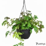 نبات سيصص (Cissus)