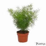 نبات الاسبرجس الخشن