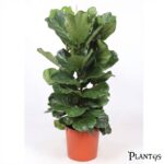 نبات الفيكس ليراتا