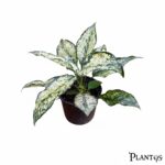 نبات الأجلونيما وايت سبلاش