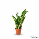 نبات الزاميا الخضراء