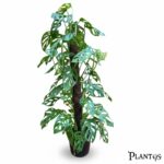 نبات مونستيرا أدنسوني ستيك