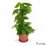 نبات البوتس ستيك (Pothos Stick)