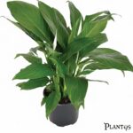 نبات زنبق السلام Spathiphyllum (Peace Lily)