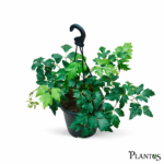 نبات السيسوس (Cissus)