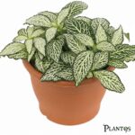 نبات فيتونياء خضراء   Fittonia (Green Nerve Plant)