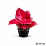 نبات أجلونيما سوبر ريد (Aglaonema Super Red)