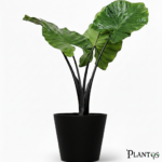 نبات الوكاسيا بلاك دراجون (Alocasia Baginda 'Black Dragon')