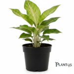 نبات اجلونيما جرين روزى